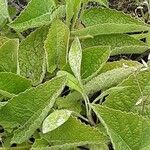 Salvia verticillata पत्ता