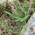 Valeriana tuberosa Lapas