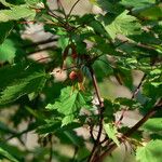 Acer glabrum आदत