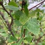 Betula humilis Лист