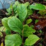 Gaultheria shallon Leaf