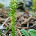 Selaginella selaginoides Hábitos