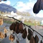 Halesia carolina Frukt