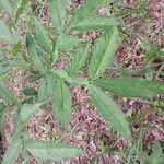 Amorphophallus konjac Leaf