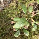 Garrya laurifolia Leaf