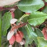 Elaeagnus × submacrophylla Hoja
