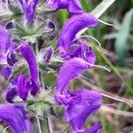 Salvia pratensis Flor