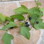 Passiflora suberosa Fruit